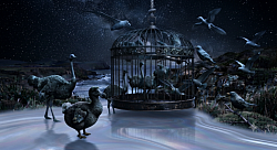 Les Oiseaux